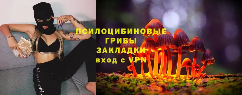 купить наркоту  Малгобек  МЕГА вход  Псилоцибиновые грибы MAGIC MUSHROOMS 